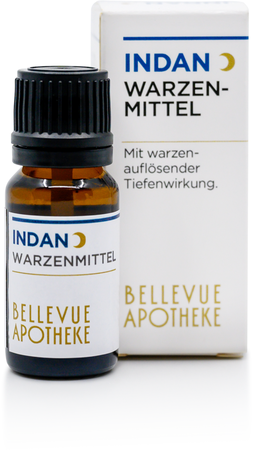 kaffee als zimmerpflanze Kaffeepflanze (Coffea arabica) kaufen main image 1